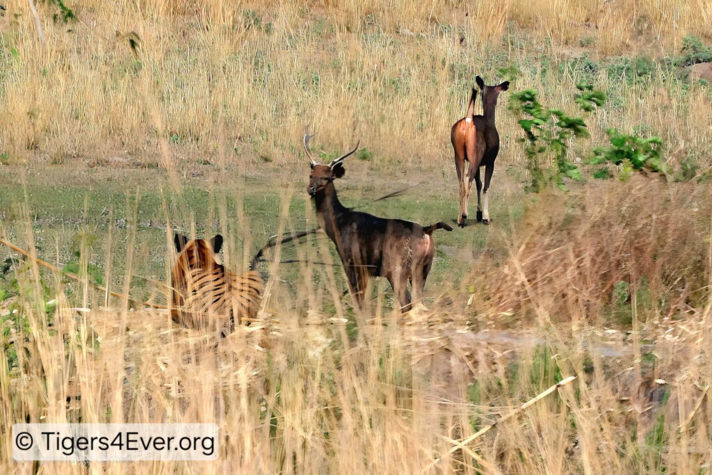 A Young Tiger Watches his Prey From the Long Grass
