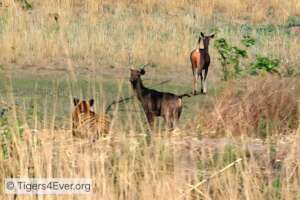 A Young Tiger Watches his Prey From the Long Grass