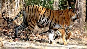 Wild Tigress with Tiny Cub