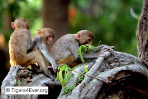 Monkeys Need Trees Too