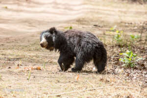 Sloth Bear Crossing Deforested Habitat