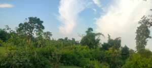 Overgrown Lantana at Sarmania Site