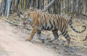 Wild Tiger Habitat Restoration Project in India