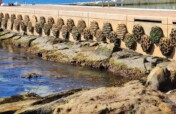Bring Marine Life Back in USA with Living Sea Wall
