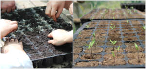 (Left) planting tomato seeds and (Right) watching