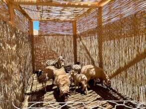 Animal Shelter Built in the Ighil Commune