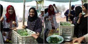 Making fresh salad from the garden