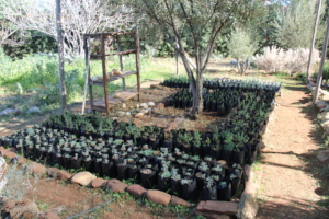The students' aromatic and medicinal plants