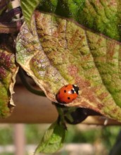 We spotted some ladybirds!