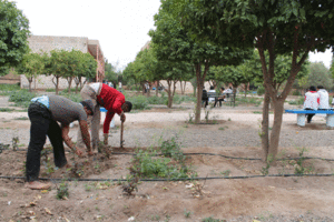 Maintaining the garden landscape