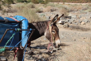 Donkeys and mules transport essential aid supplies