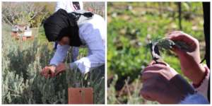 Taking plant cuttings from lavender