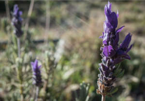 Imzurri (lavender) is used to treat "cold".