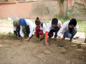 The students busily planting the Duranta erecta.