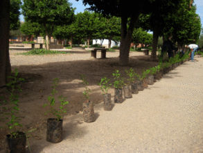 Duranta erecta shrubs lined up along the paths
