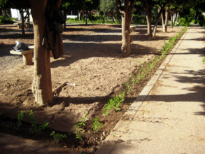 In the ground and watered: a hedge in the making.