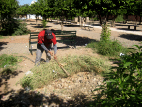 A hired gardener weeds the garden