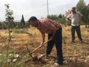 Inspecting the onions growing in the garden