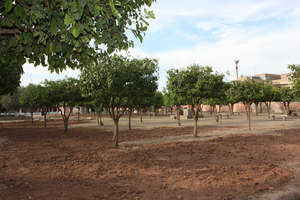 Pruned Seville sour orange trees