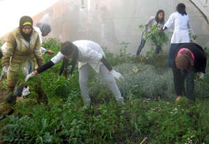 Maintaining the greenhouse so herbs can grow