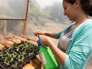 Gently watering seedlings in the new greenhouse