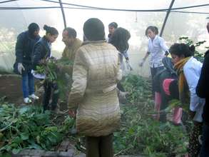 Students weeding and cleaning the greenhouse