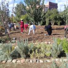 Planting delicious vegetables