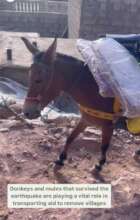 Mule carrying supplies (photo via partner MBLA)