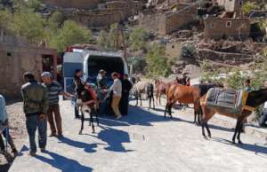 Donkeys and Mules are essential in local douars