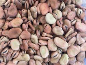 Faba beans for distribution