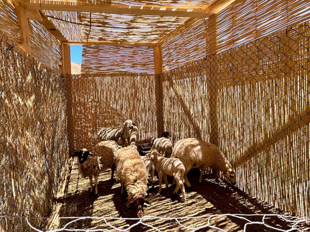 Strengthen Long Term Al-Haouz Earthquake Recovery