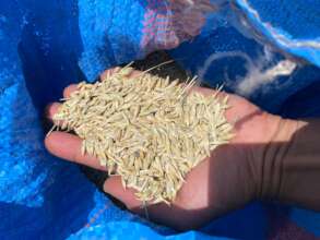 Seeds distribution