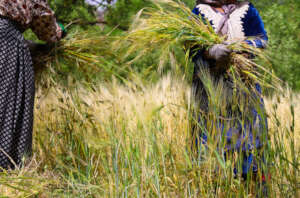 Harvest from seed distribution