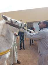 Animal Clinical Check