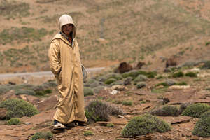 Camel shepherd