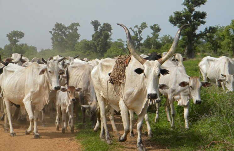Empower 7000 Rural Dairy Farmers with Cold-Chains