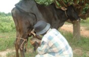 Empower 7000 Rural Dairy Farmers with Cold-Chains