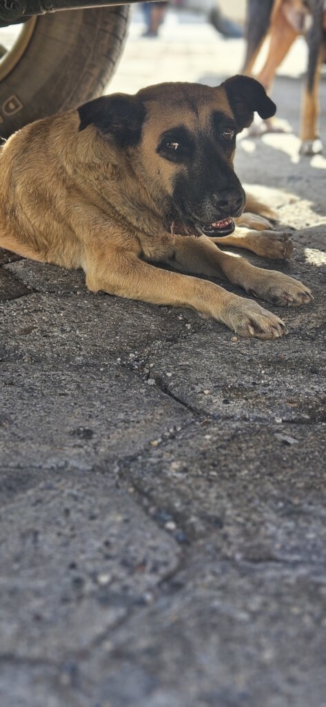 Treat 15,000+ Strays and Protect Oaxacan Families