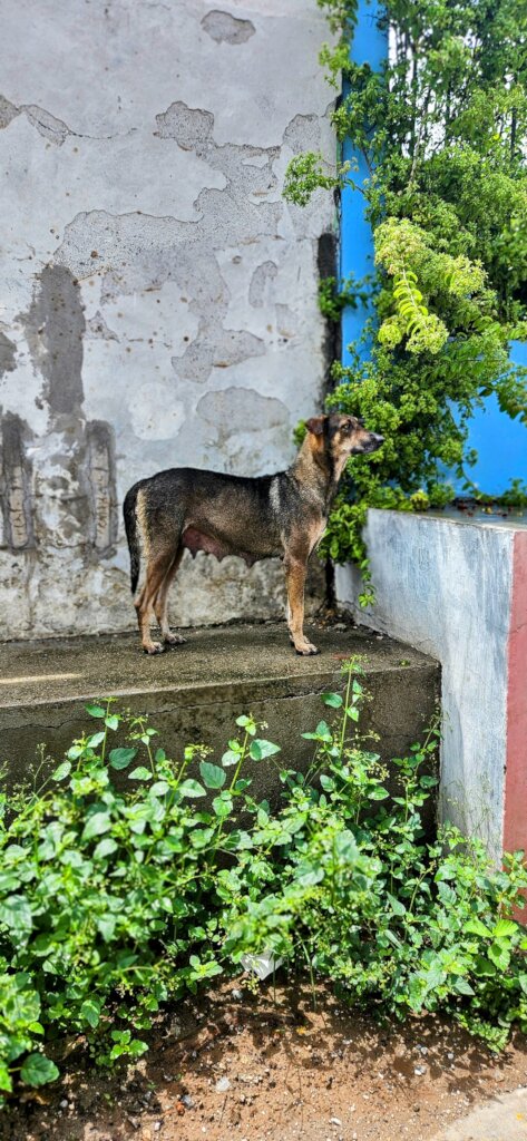 Treat 15,000+ Strays and Protect Oaxacan Families