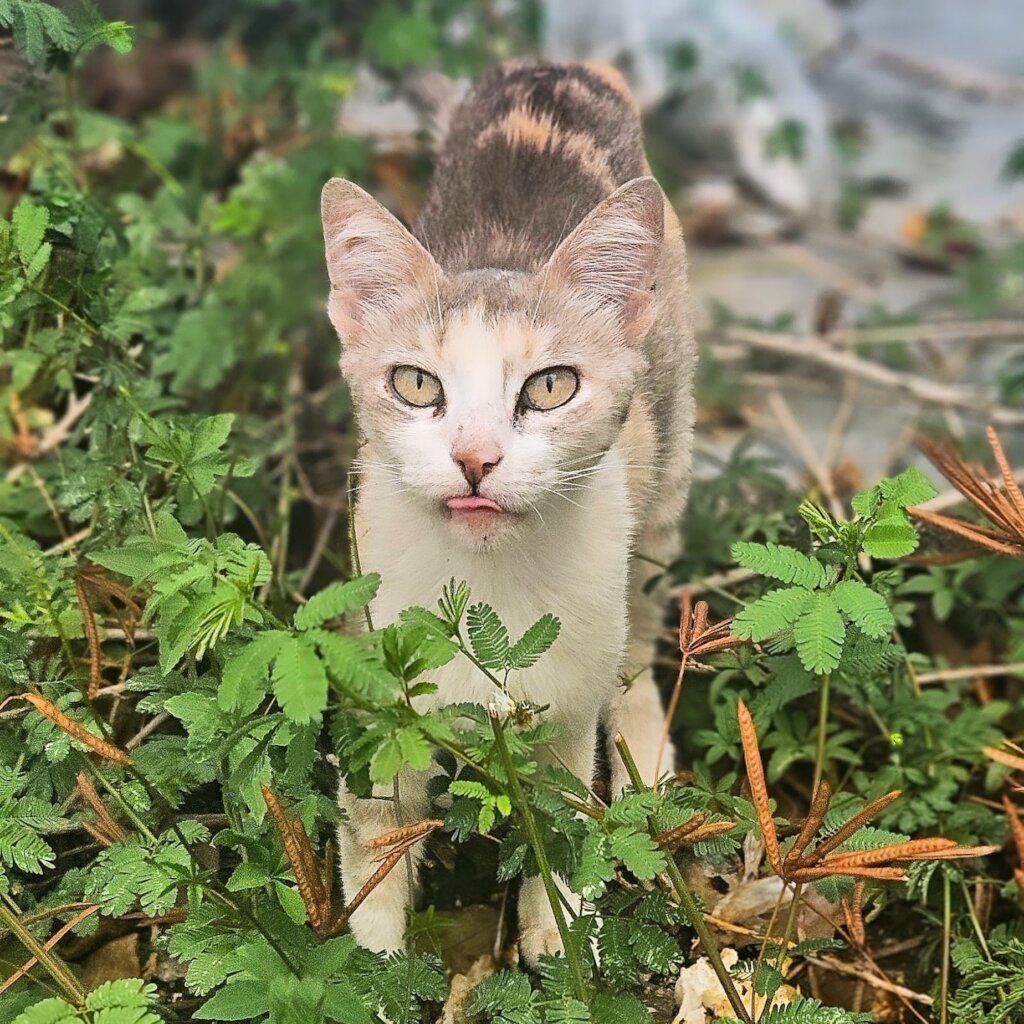 Pibil