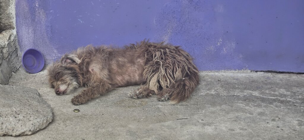 Treat 15,000+ Strays and Protect Oaxacan Families
