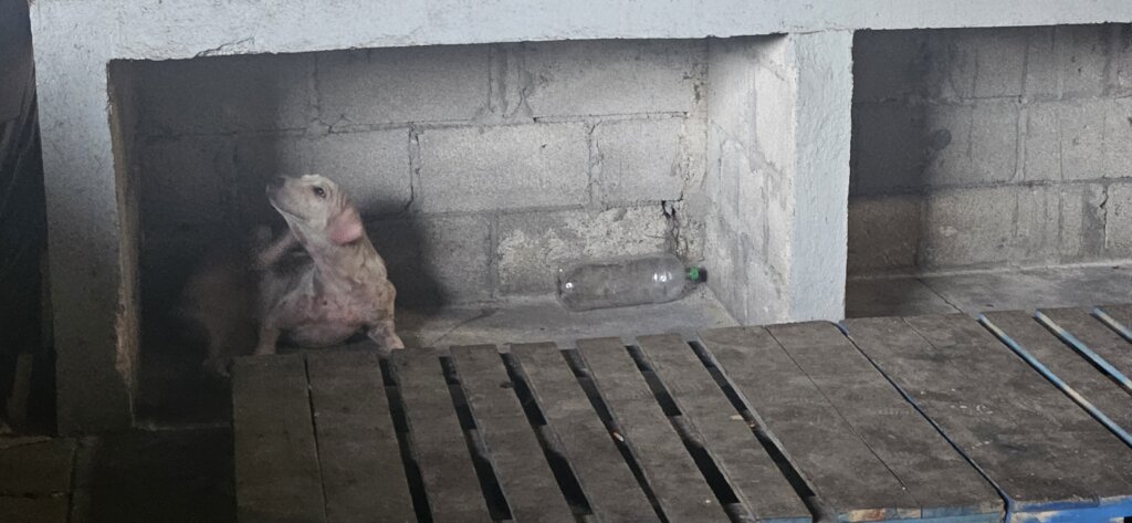 Treat 15,000+ Strays and Protect Oaxacan Families