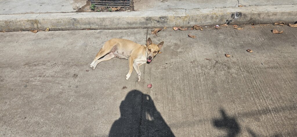 Treat 15,000+ Strays and Protect Oaxacan Families