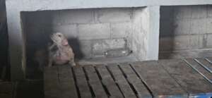 Pepino