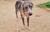 Treat 15,000+ Strays and Protect Oaxacan Families