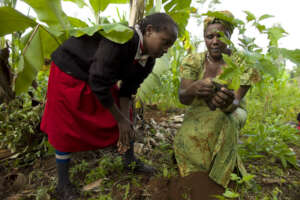 Reforest 7 Villages in Ankpa with 5000 Fruit Trees