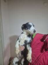 Merlot - after his treatment