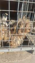 Chester - at the shelter waiting to be saved...