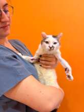 Sage - saved from the streets injured