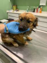 Kona - distemper survivor